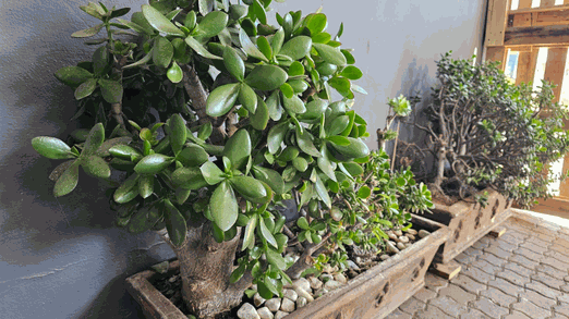 ERP - Sample 1 for three columns